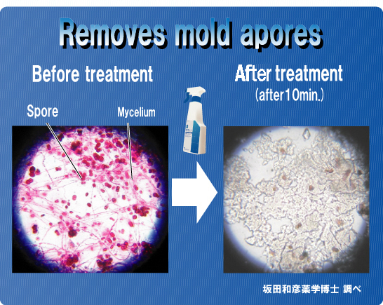 The spores that cause mold to grow are removed.
